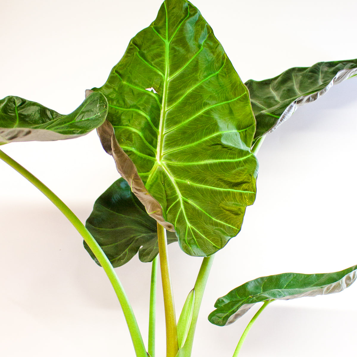 Alocasia Regal Shield 21cm H60cm