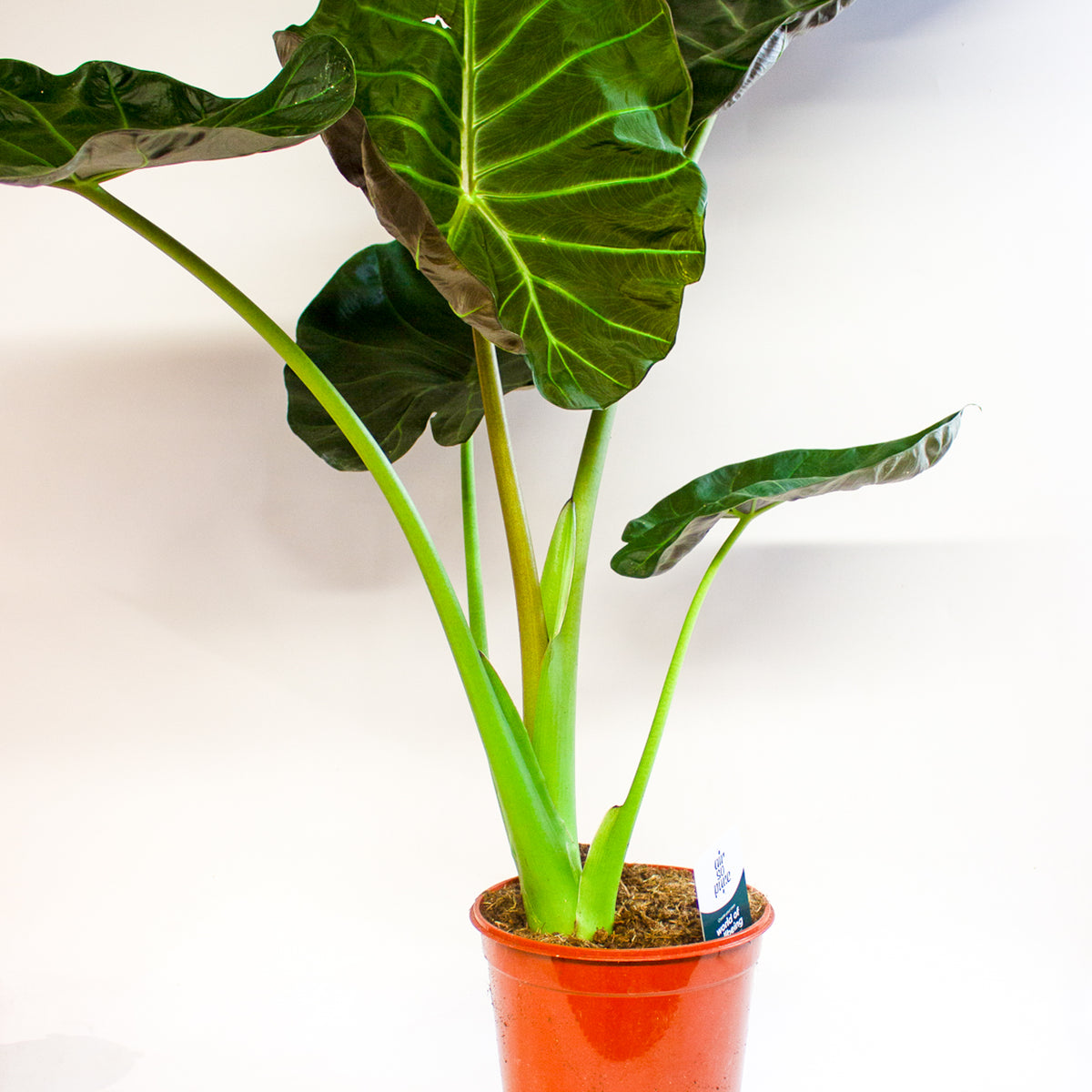Alocasia Regal Shield 21cm H60cm