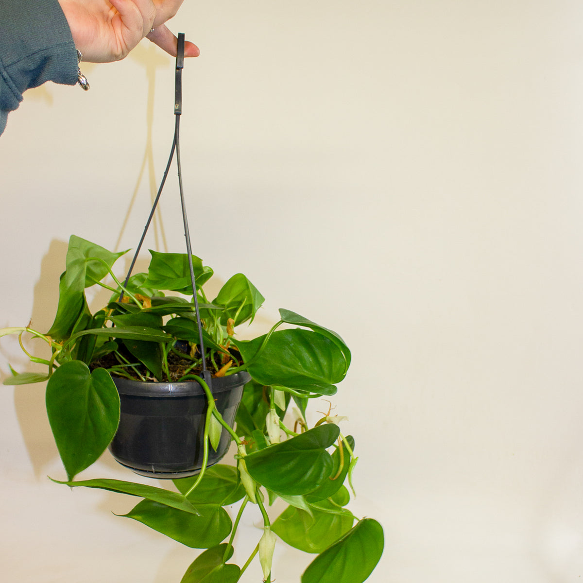 Philodendron Scandens 15cm H30cm