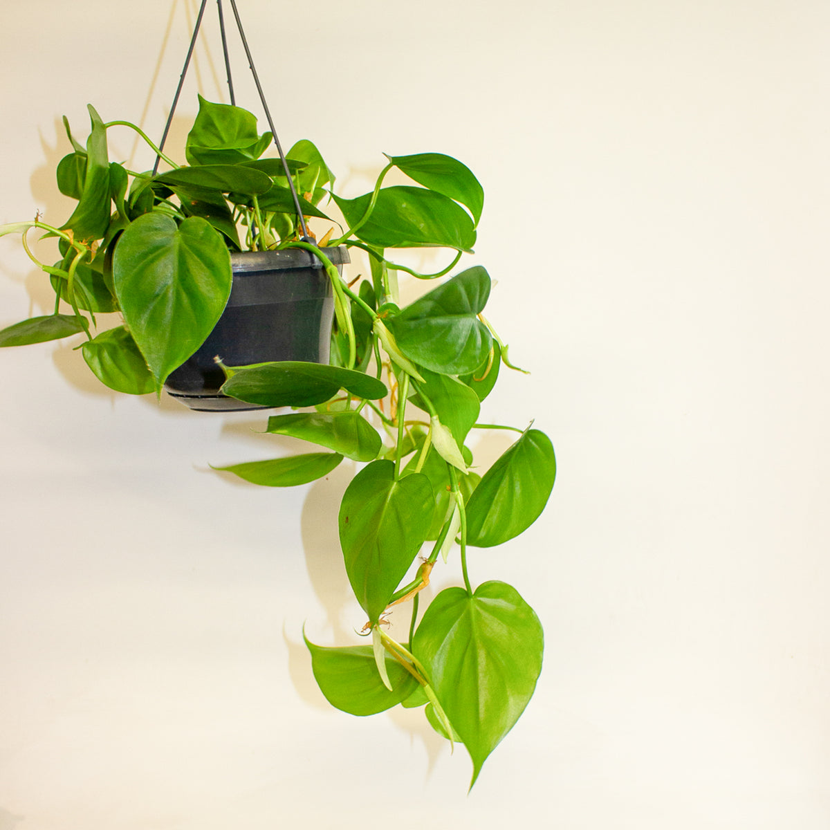 Philodendron Scandens 15cm H30cm
