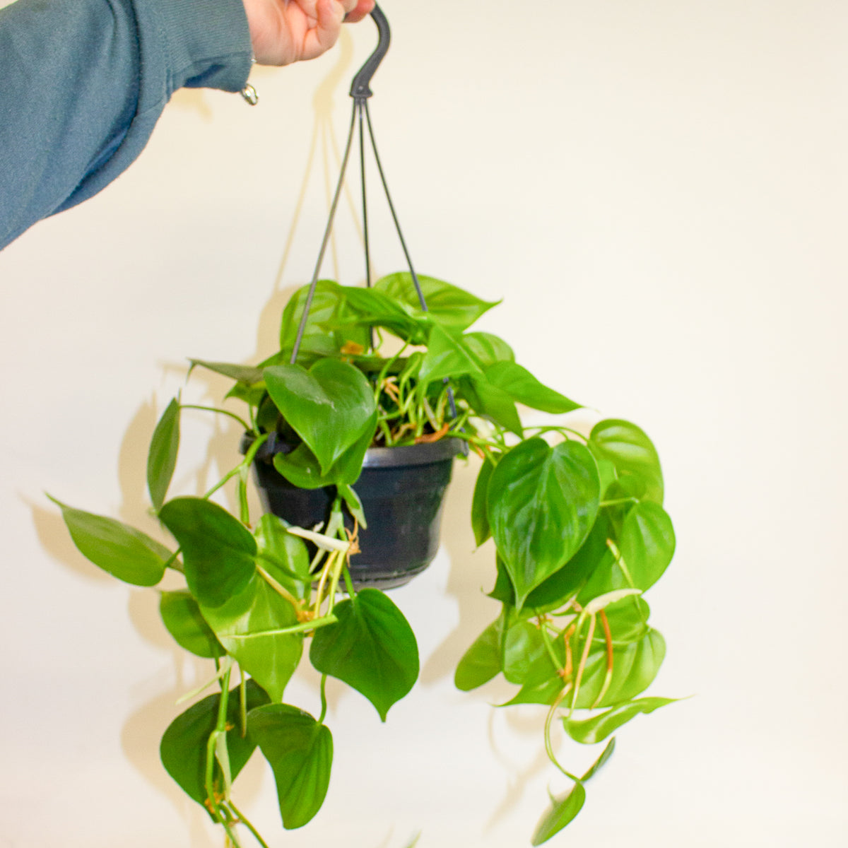 Philodendron Scandens 15cm H30cm