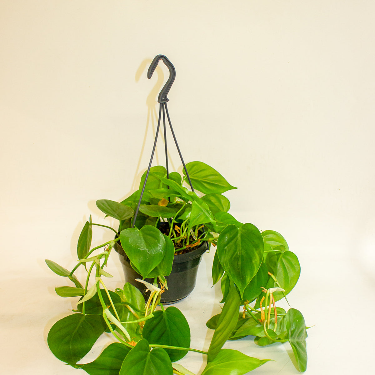 Philodendron Scandens 15cm H30cm