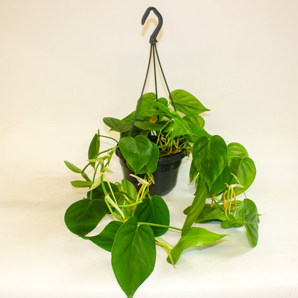 Philodendron Scandens 15cm H30cm