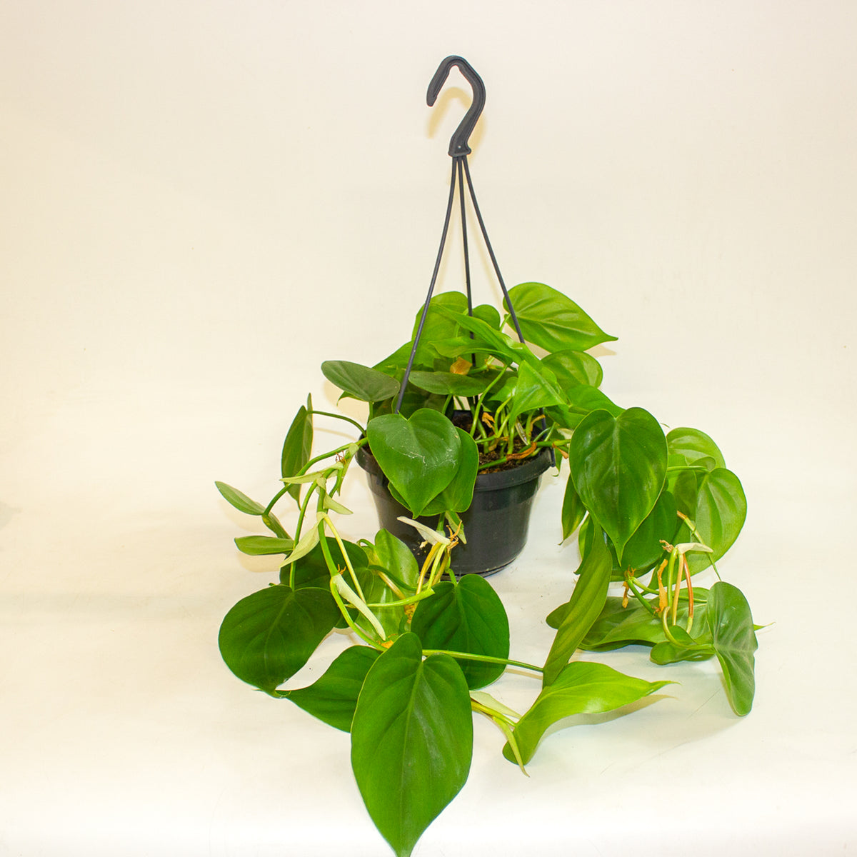 Philodendron Scandens 15cm H30cm