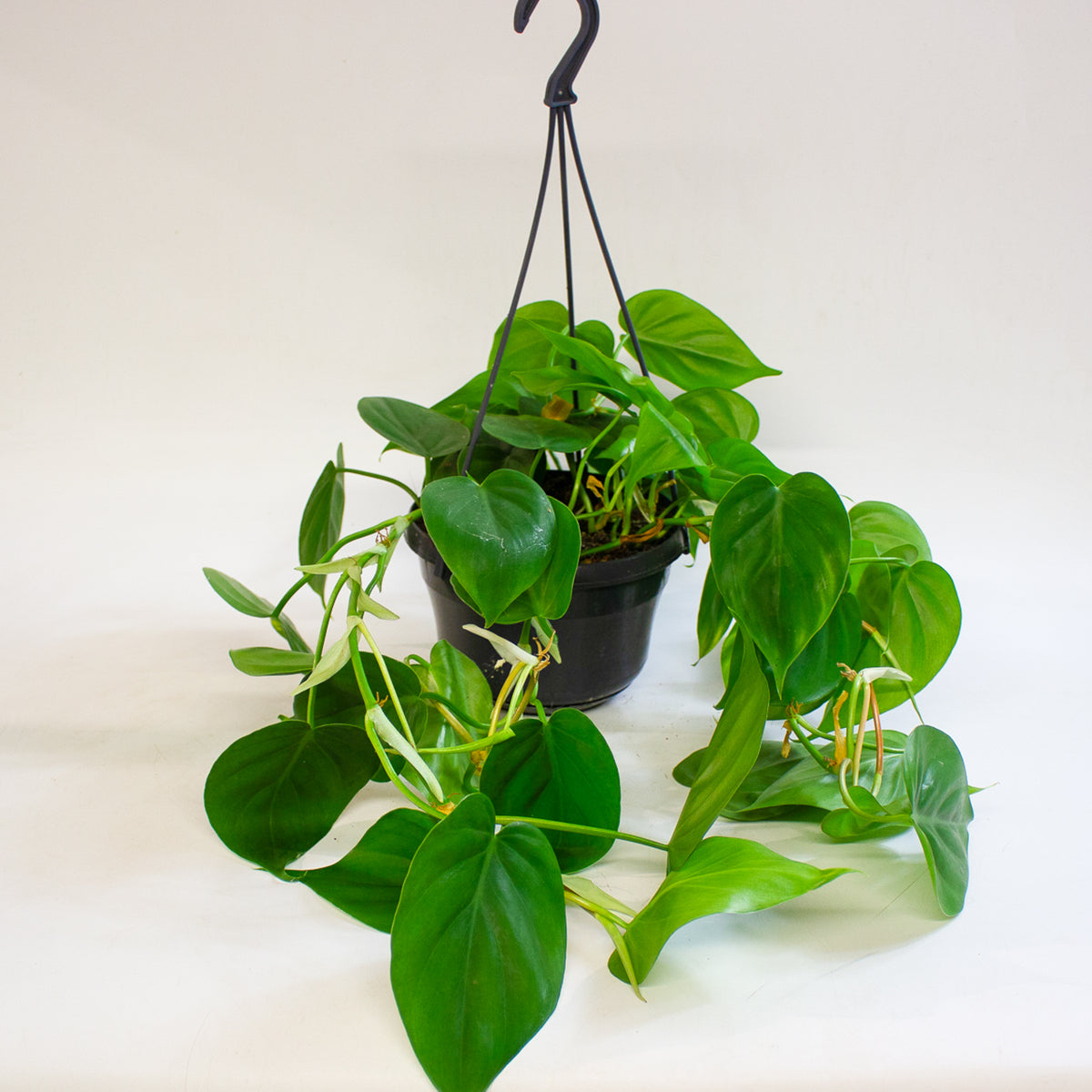 Philodendron Scandens 15cm H30cm