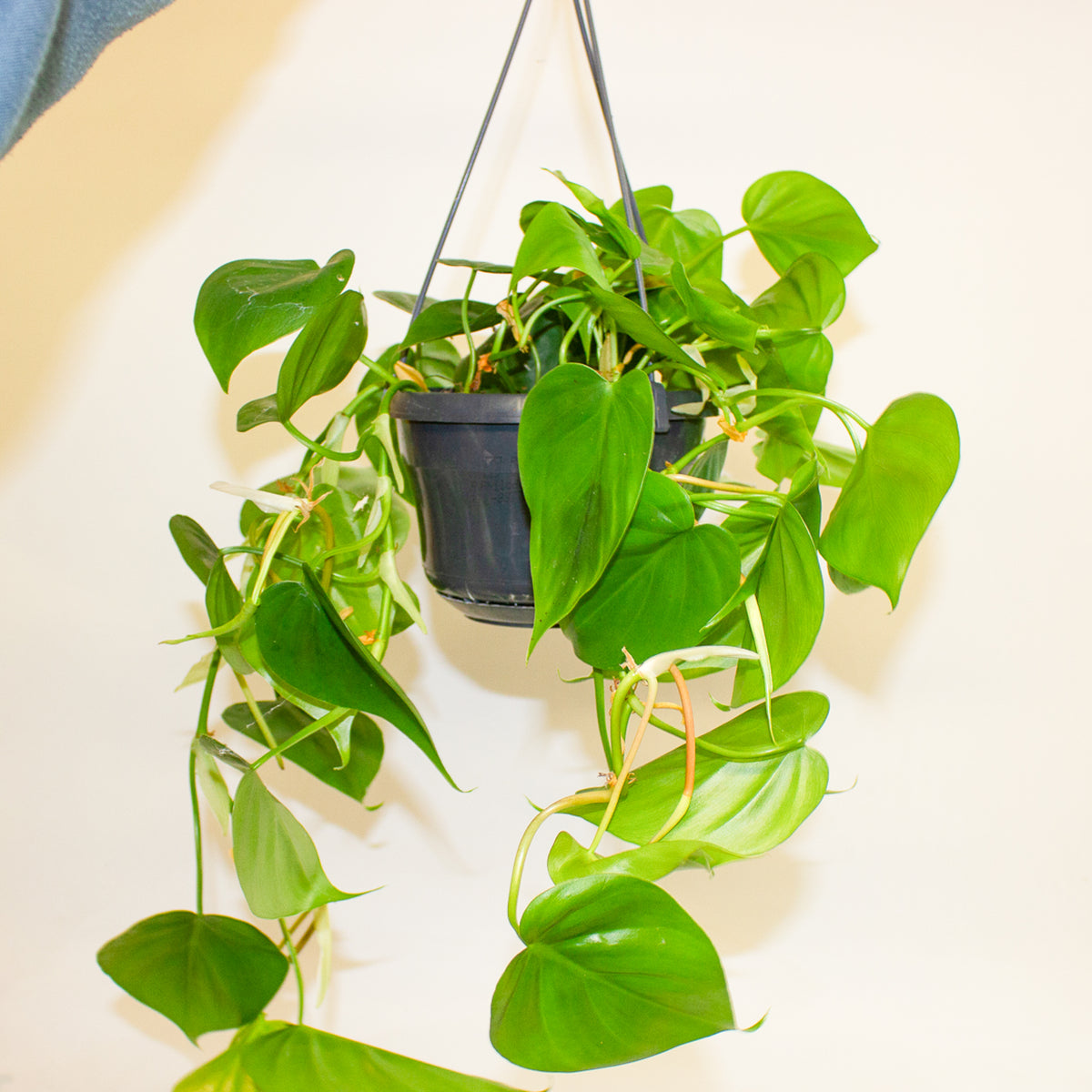 Philodendron Scandens 15cm H30cm
