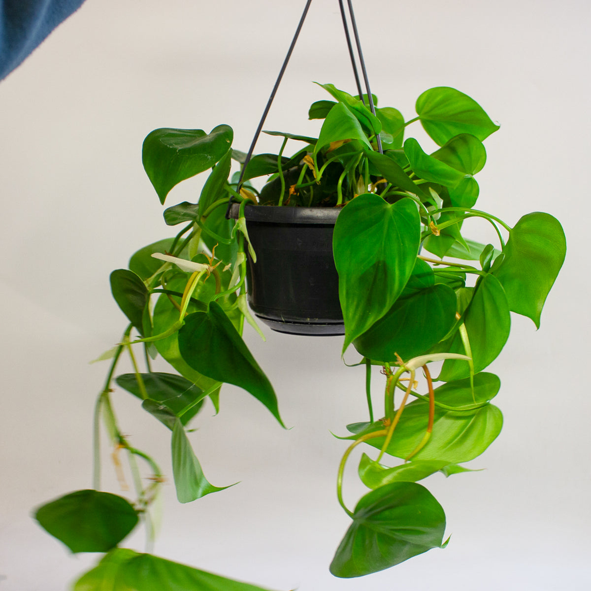 Philodendron Scandens 15cm H30cm