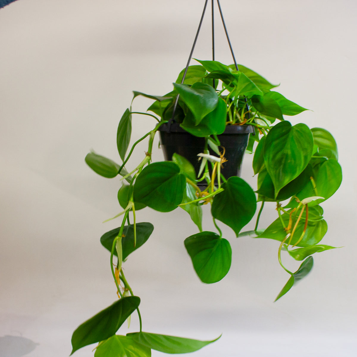 Philodendron Scandens 15cm H30cm