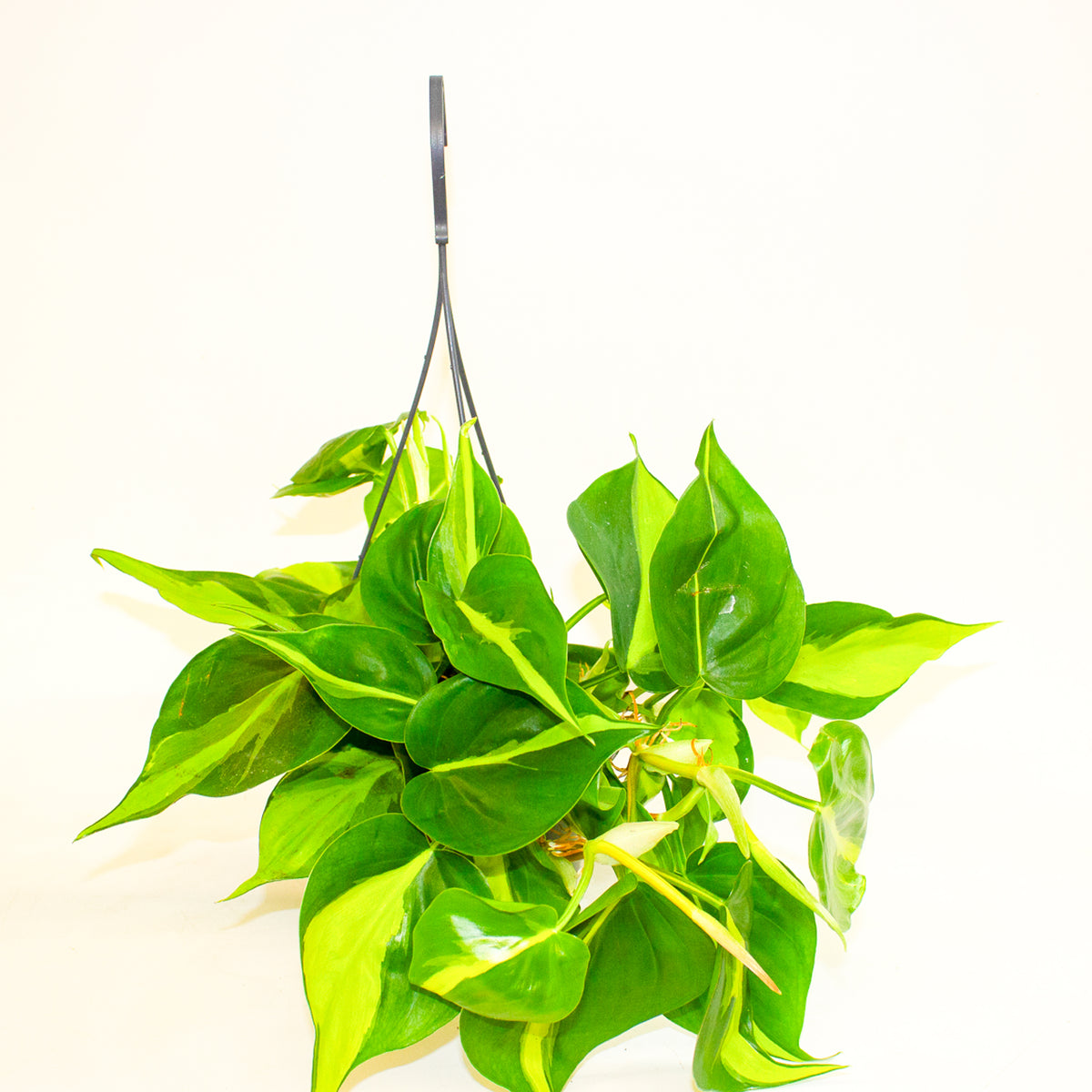 Philodendron Scandens Brasil 15cm H30cm