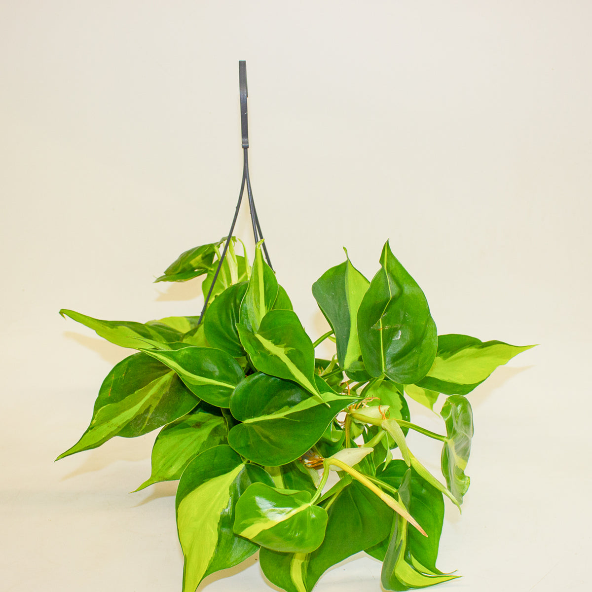 Philodendron Scandens Brasil 15cm H30cm