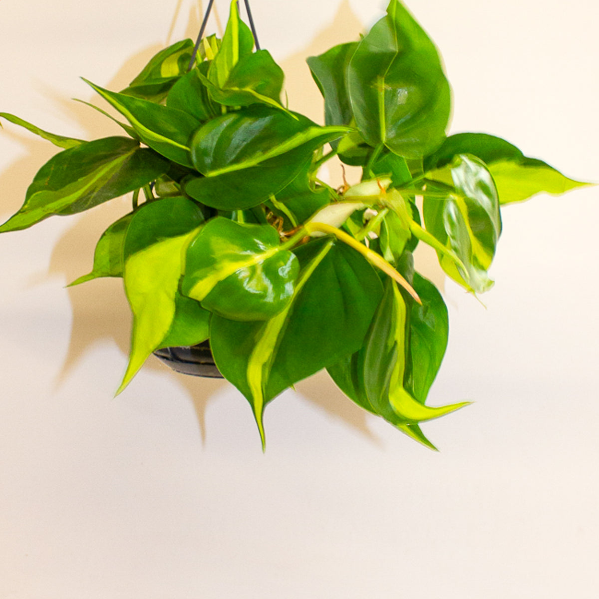 Philodendron Scandens Brasil 15cm H30cm