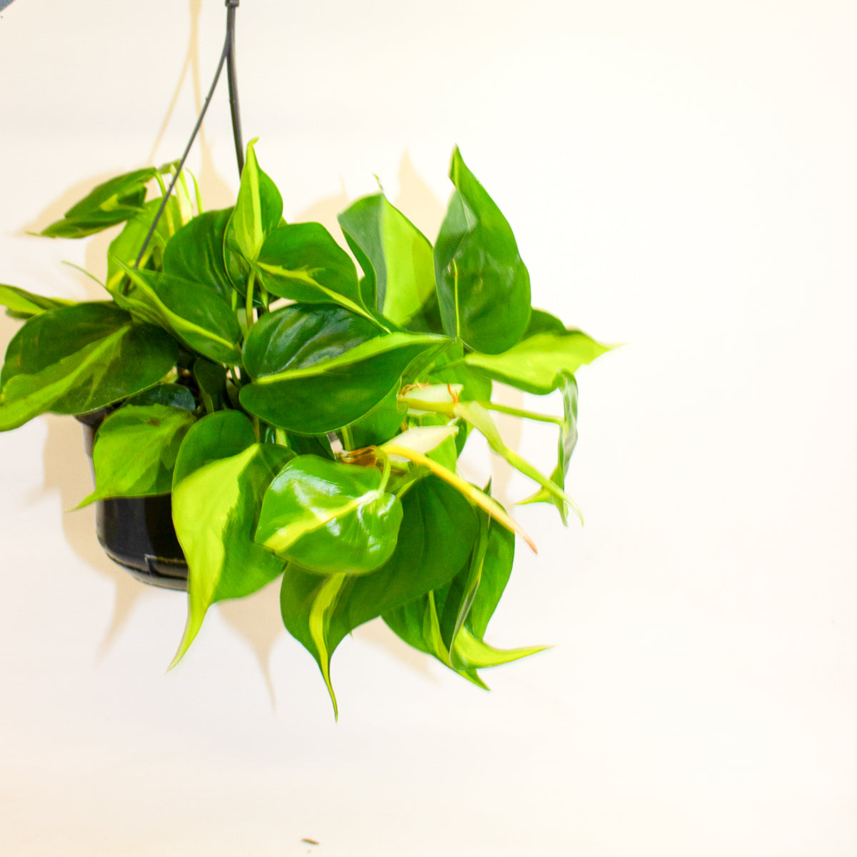 Philodendron Scandens Brasil 15cm H30cm