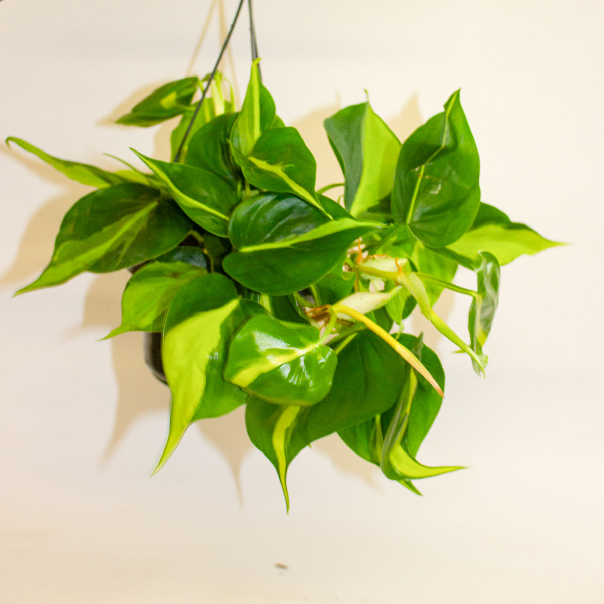 Philodendron Scandens Brasil 15cm H30cm