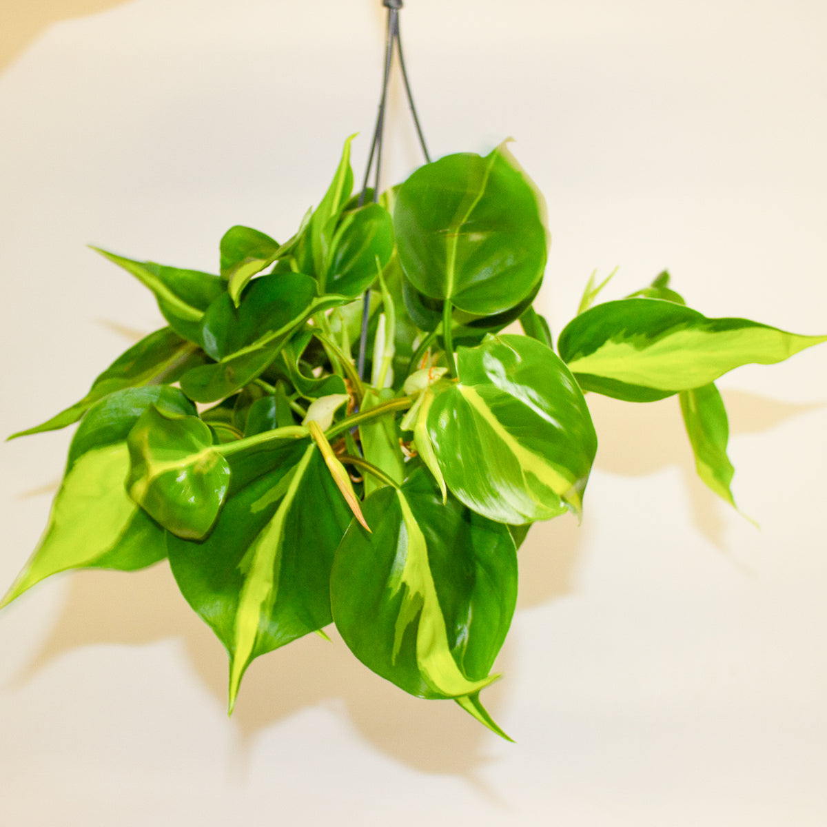 Philodendron Scandens Brasil 15cm H30cm
