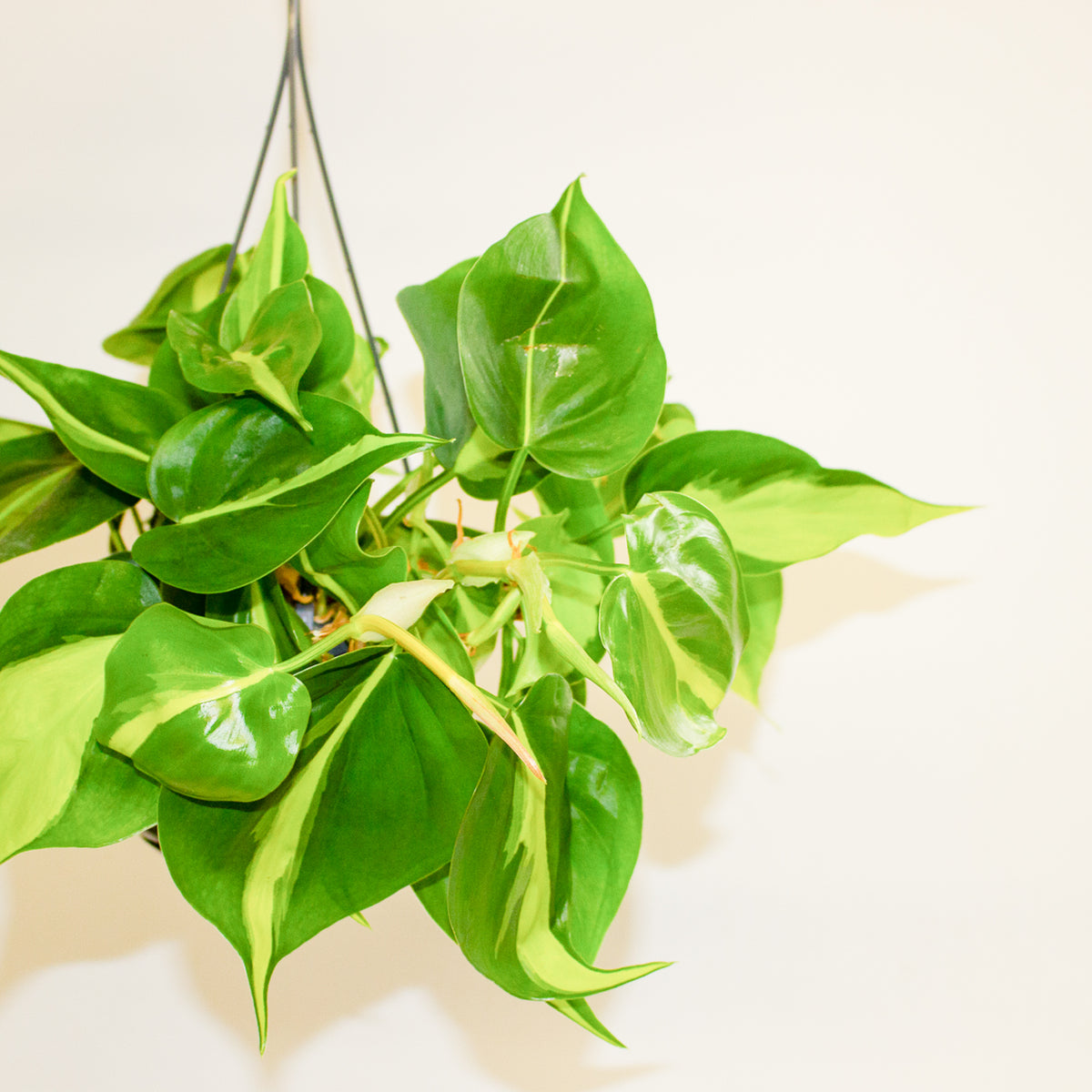 Philodendron Scandens Brasil 15cm H30cm