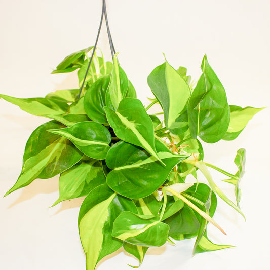 Philodendron Scandens Brasil 15cm H30cm