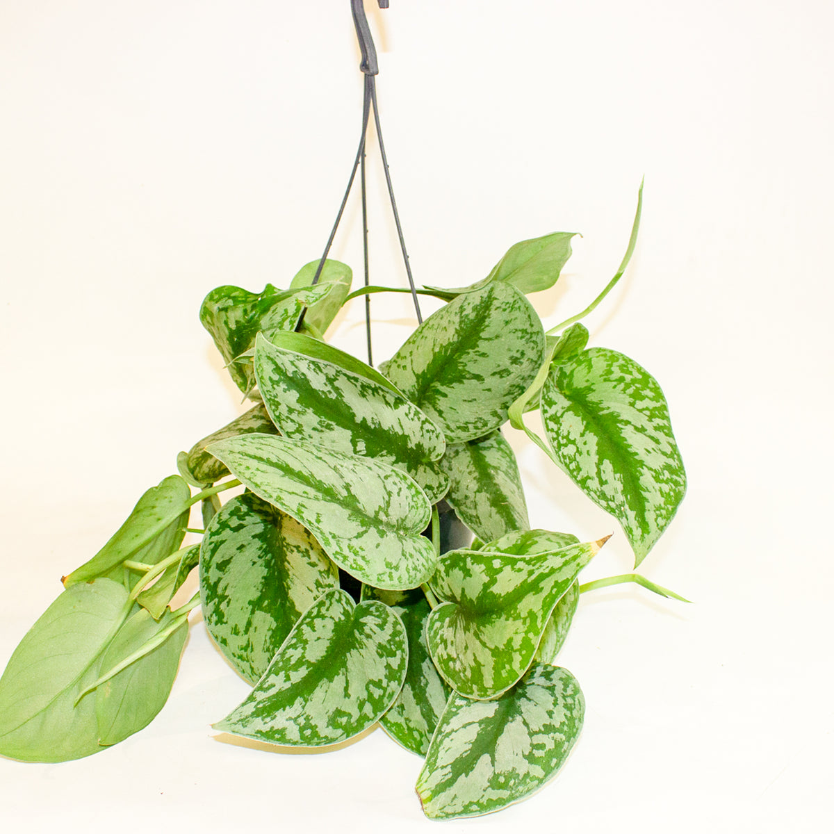 Scindapsus Pictus Trebie 15cm H30cm