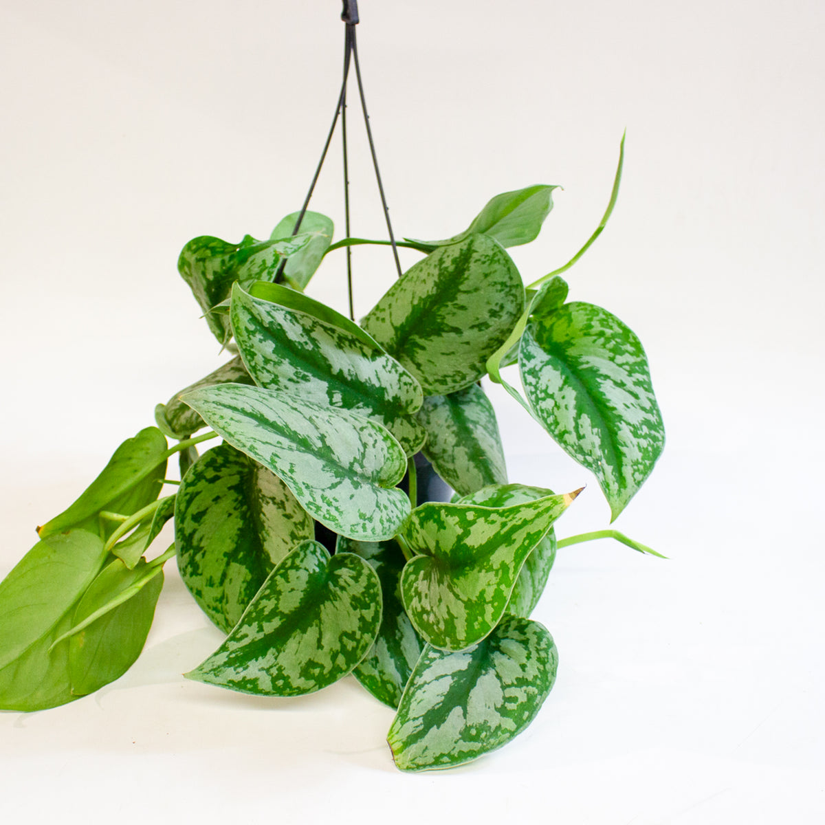 Scindapsus Pictus Trebie 15cm H30cm