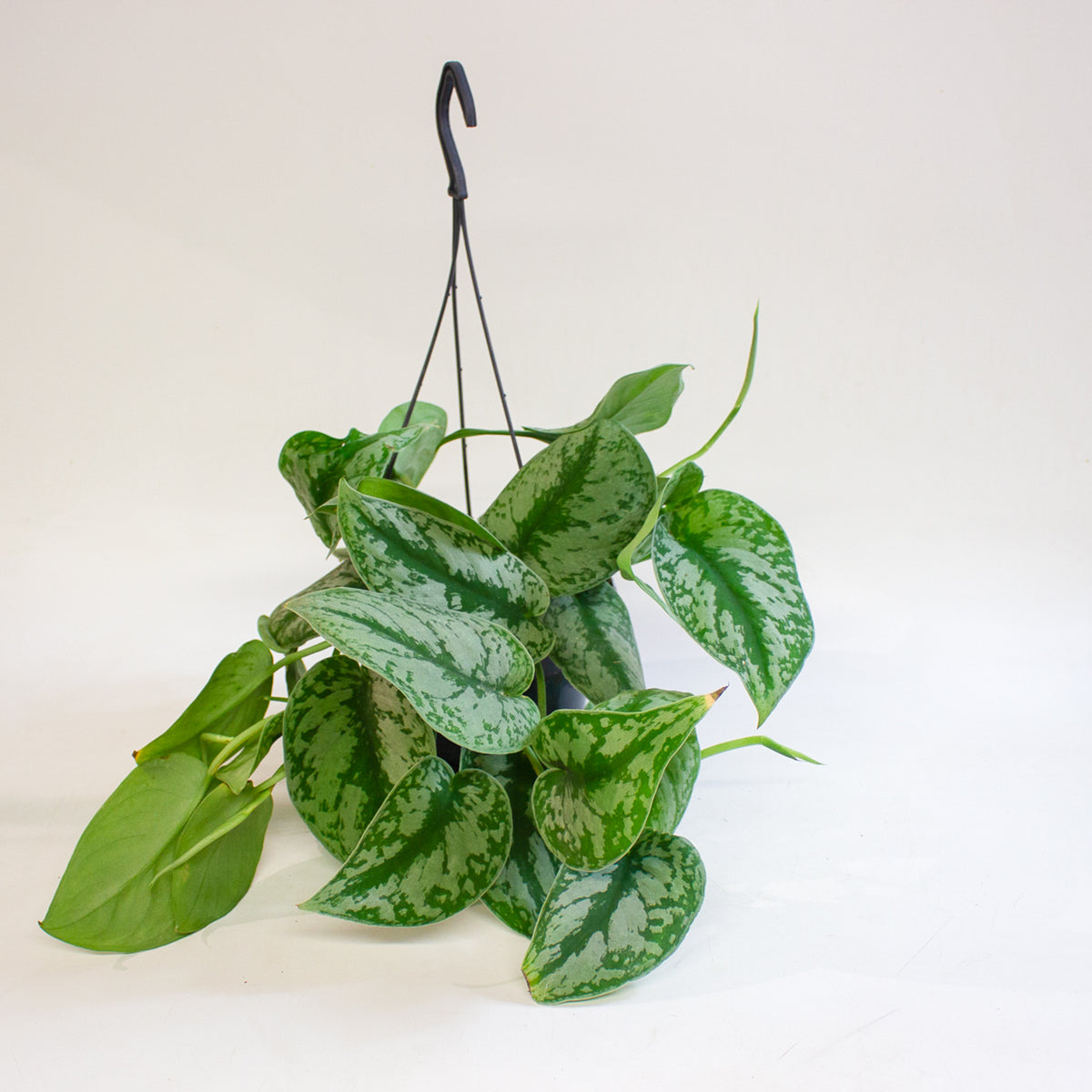 Scindapsus Pictus Trebie 15cm H30cm