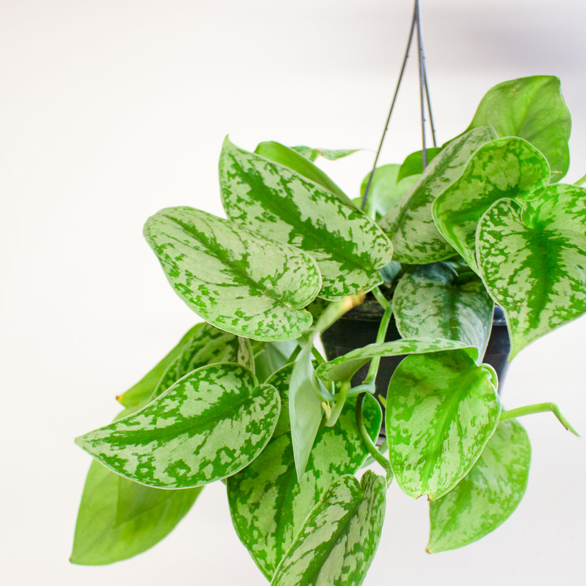 Scindapsus Pictus Trebie 15cm H30cm