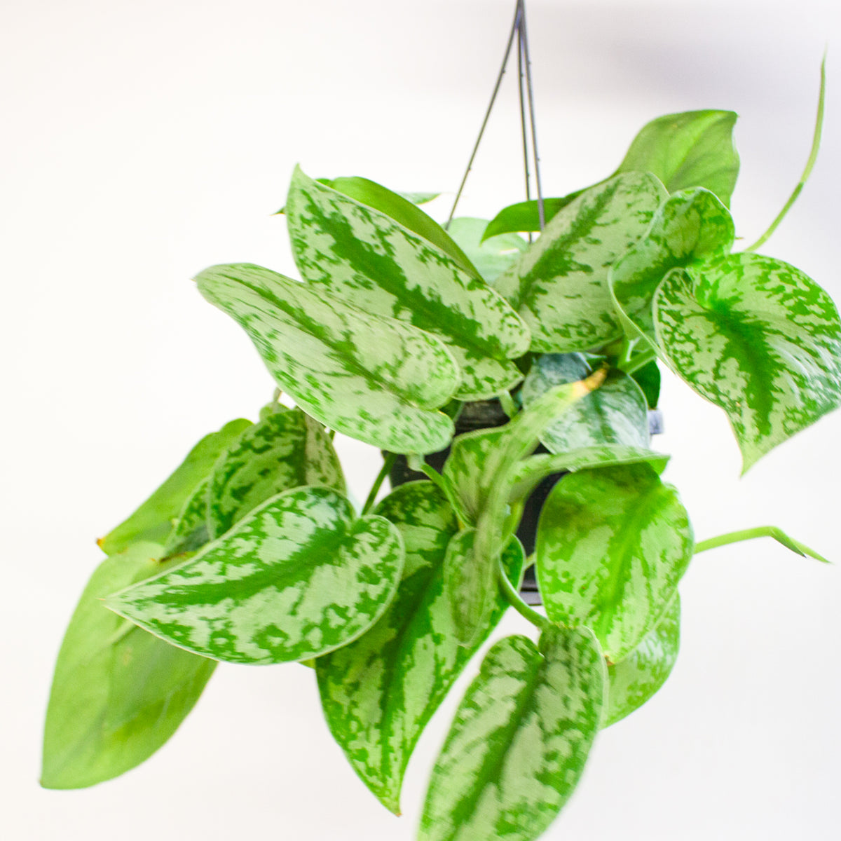 Scindapsus Pictus Trebie 15cm H30cm