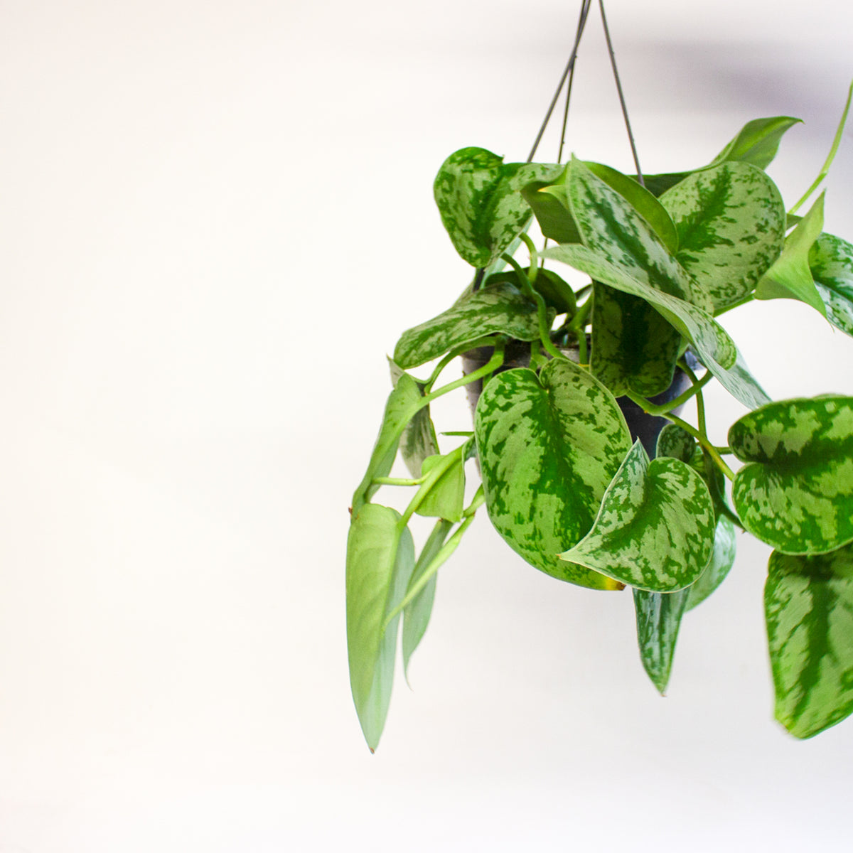 Scindapsus Pictus Trebie 15cm H30cm