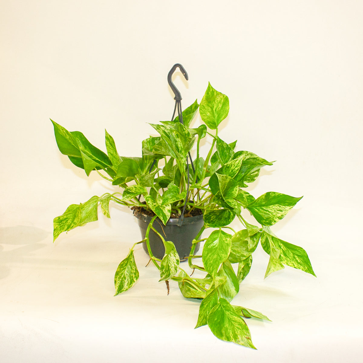 Epipremnum Marble Queen 15cm H30cm