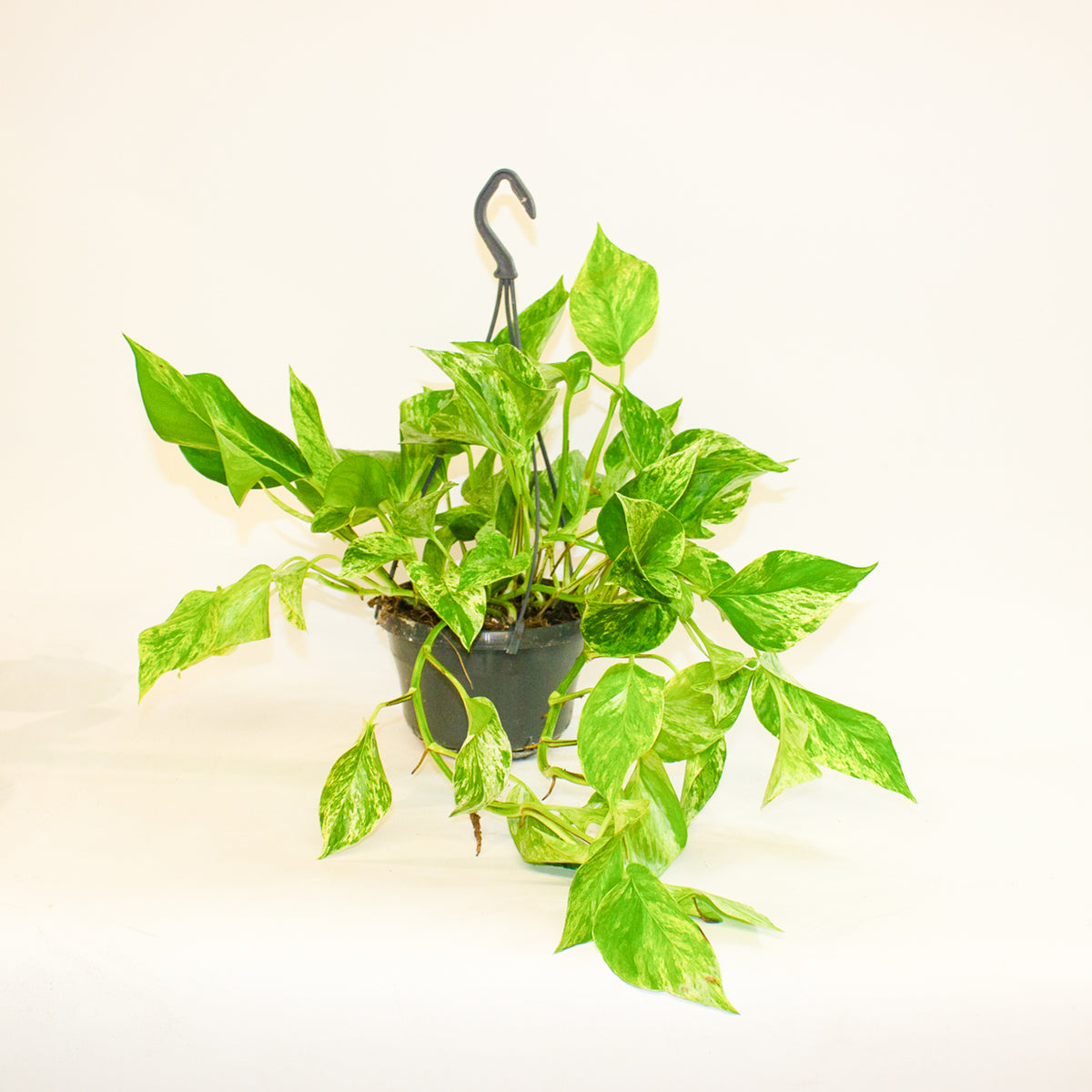 Epipremnum Marble Queen 15cm H30cm