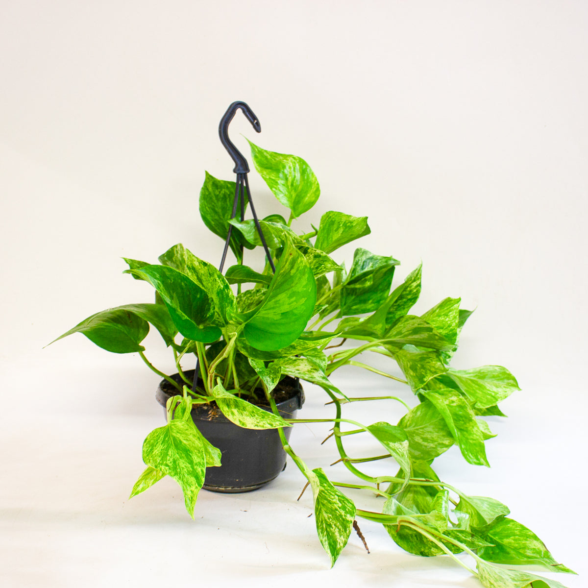 Epipremnum Marble Queen 15cm H30cm