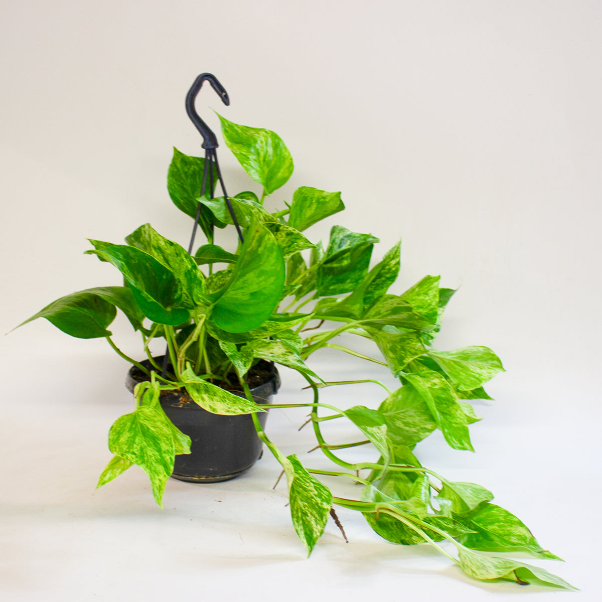 Epipremnum Marble Queen 15cm H30cm