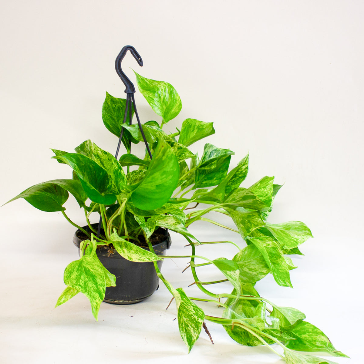 Epipremnum Marble Queen 15cm H30cm