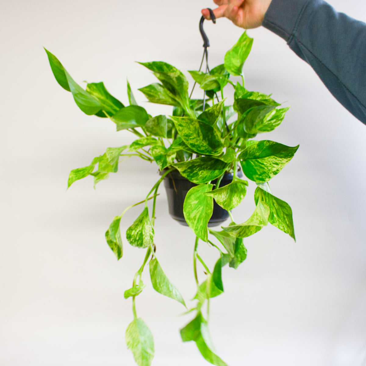 Epipremnum Marble Queen 15cm H30cm