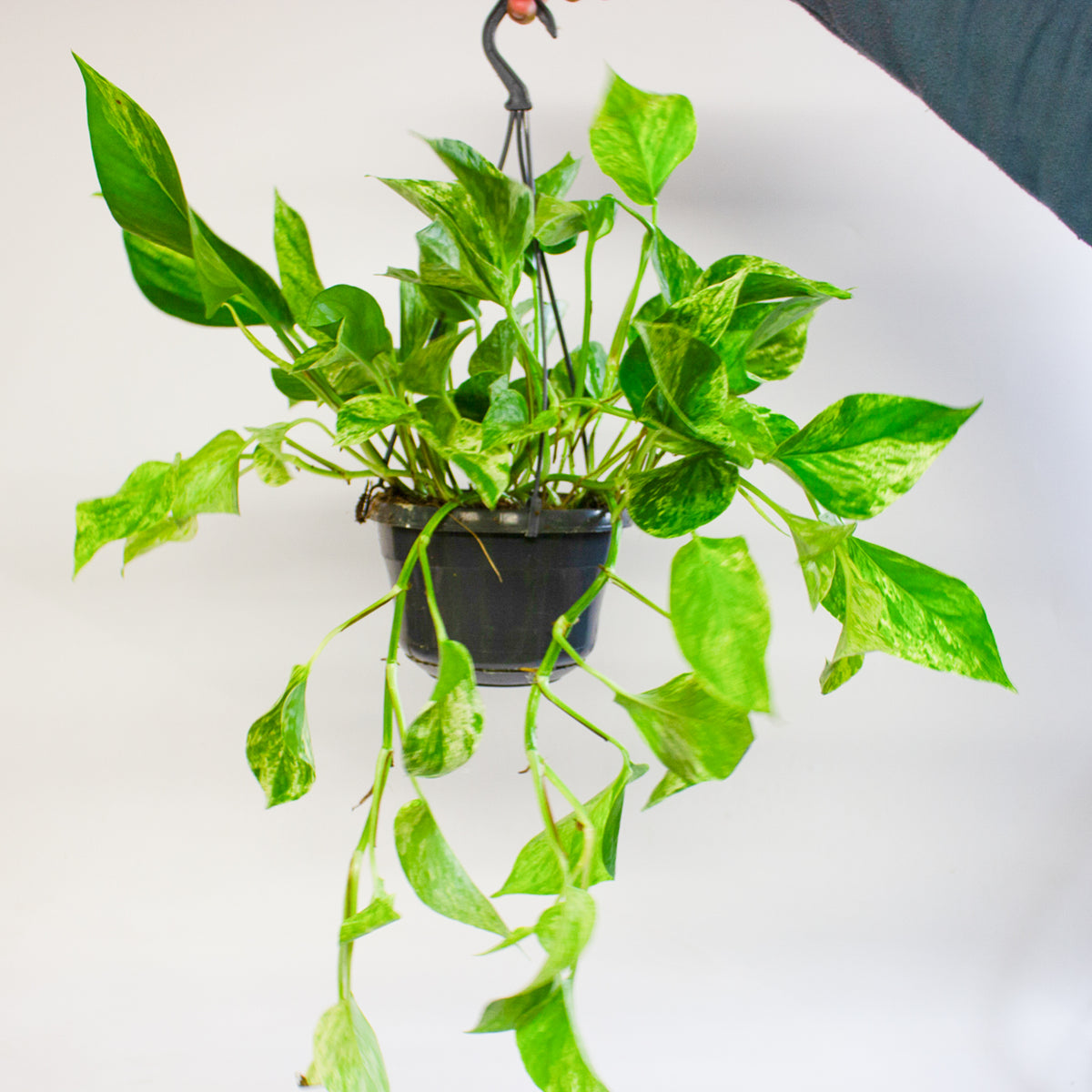 Epipremnum Marble Queen 15cm H30cm