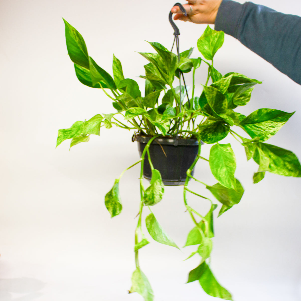 Epipremnum Marble Queen 15cm H30cm