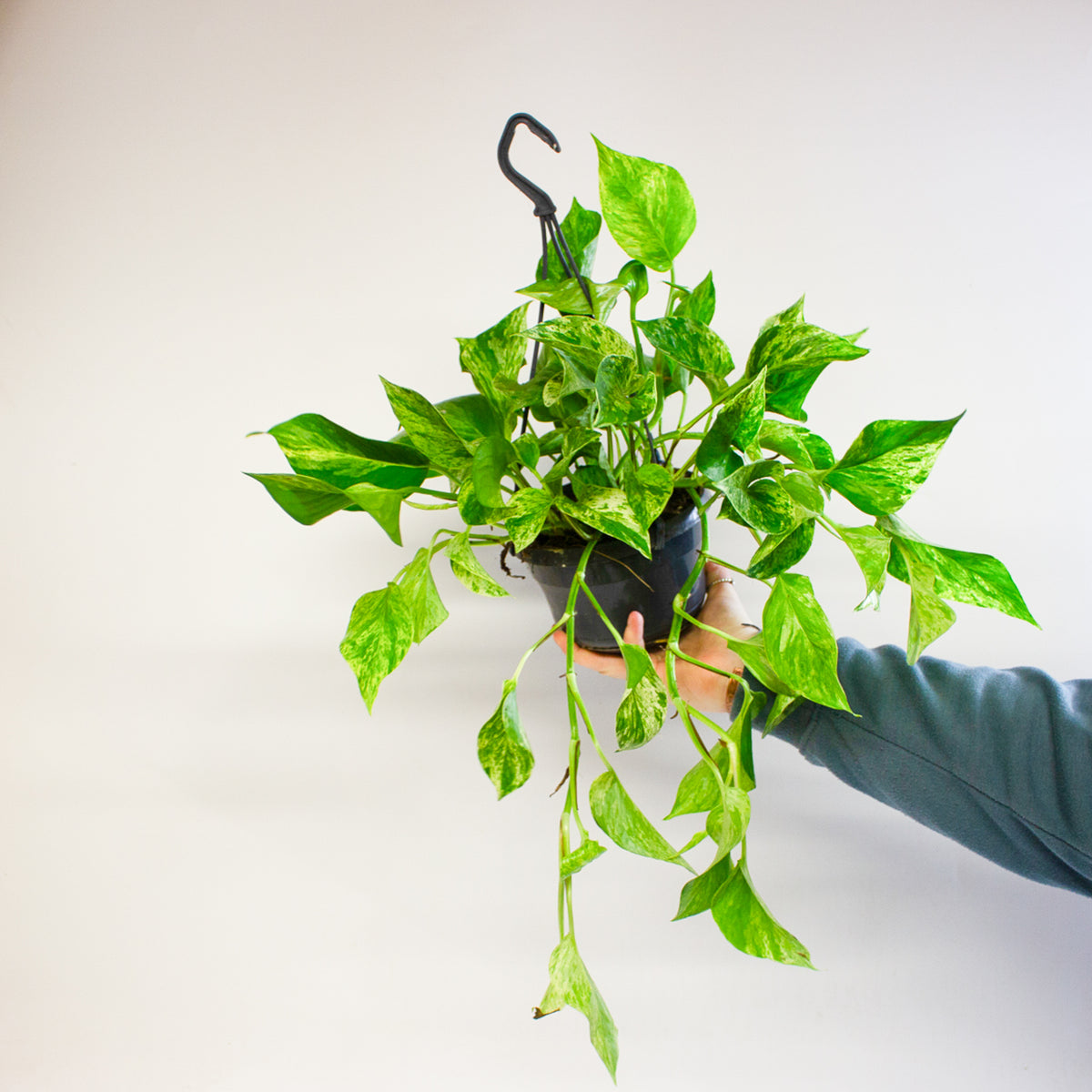 Epipremnum Marble Queen 15cm H30cm