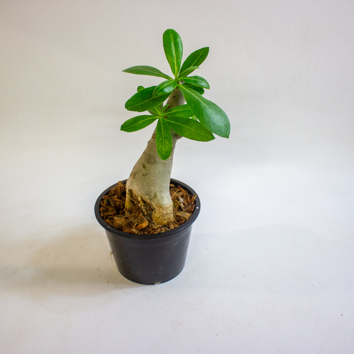 Adenium obesum (Desert Rose) 15cm H30 - 40cm