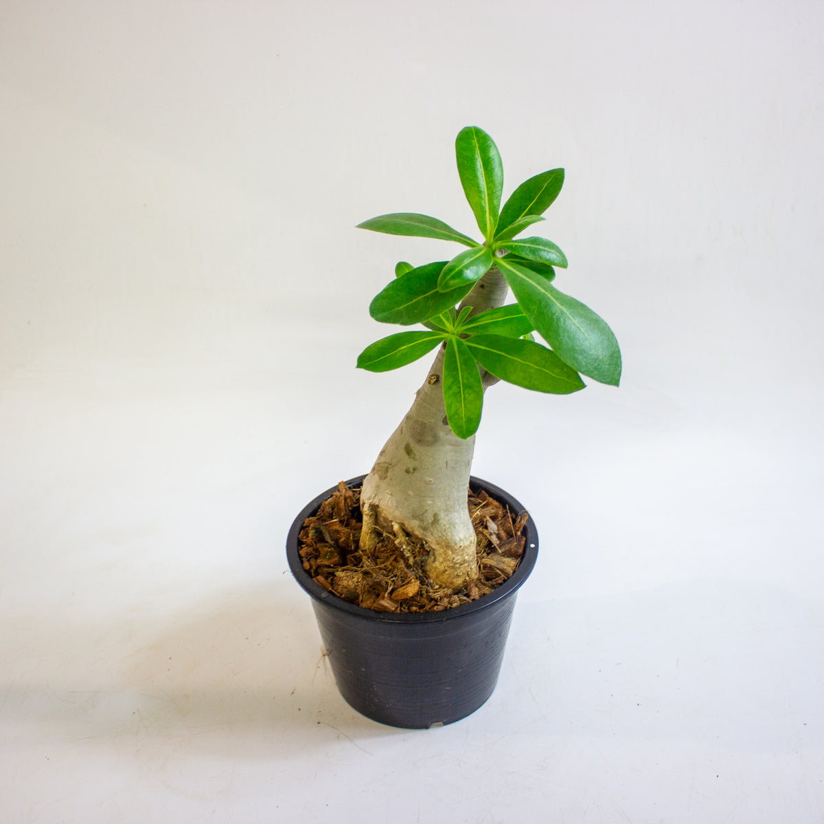 Adenium obesum (Desert Rose) 15cm H30 - 40cm