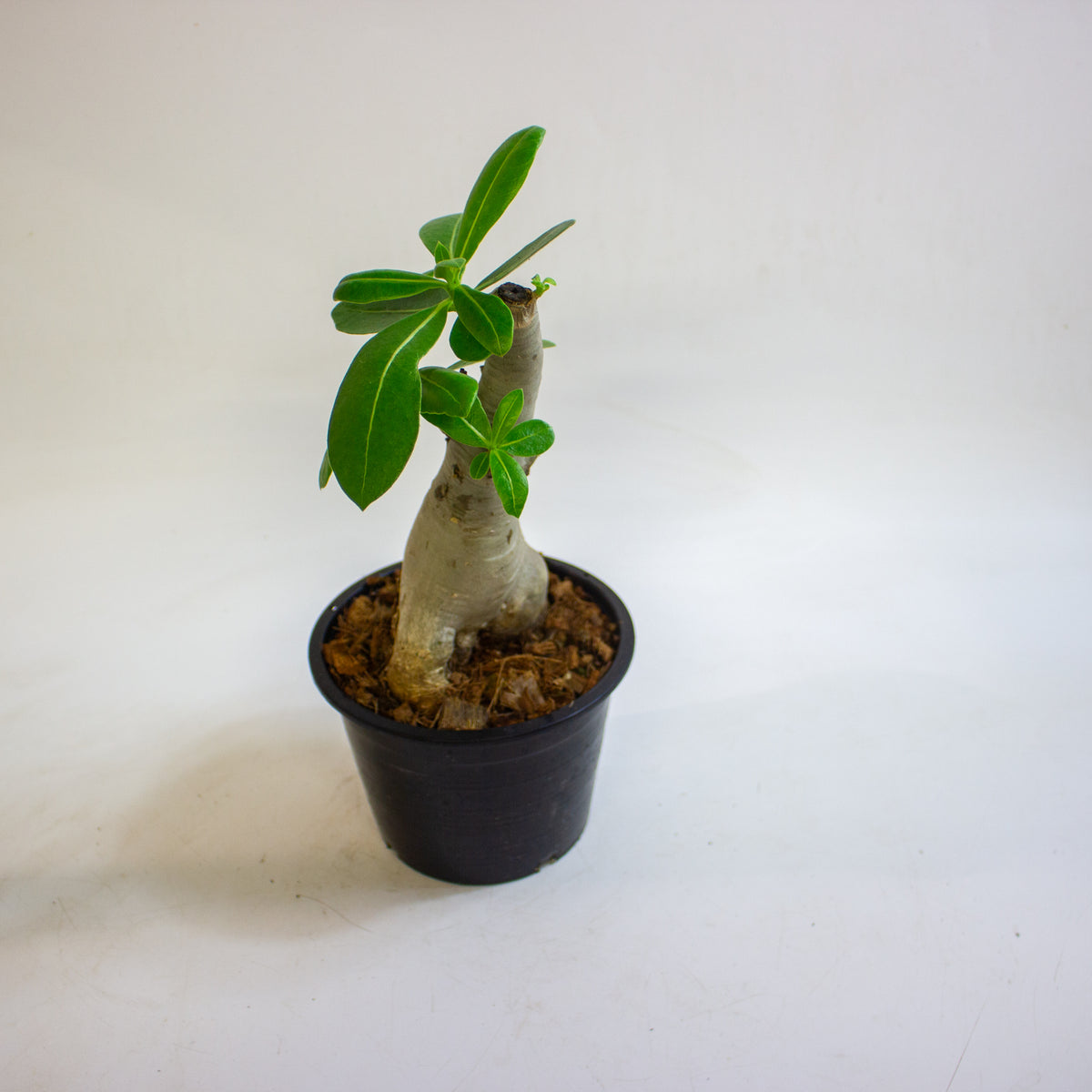 Adenium obesum (Desert Rose) 15cm H30 - 40cm
