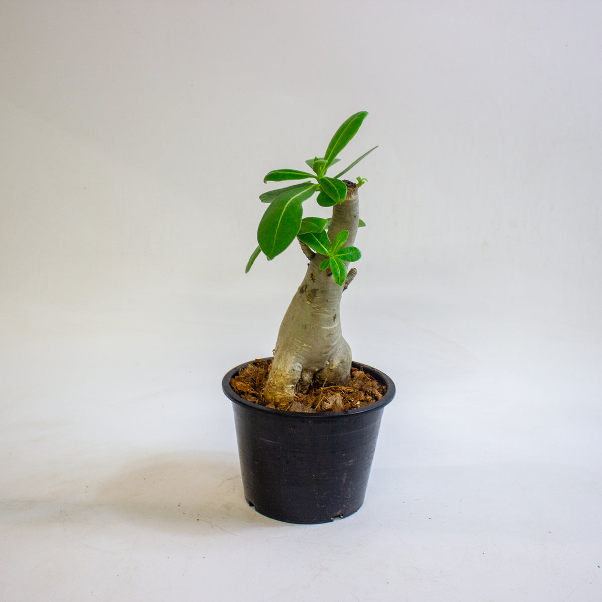 Adenium obesum (Desert Rose) 15cm H30 - 40cm