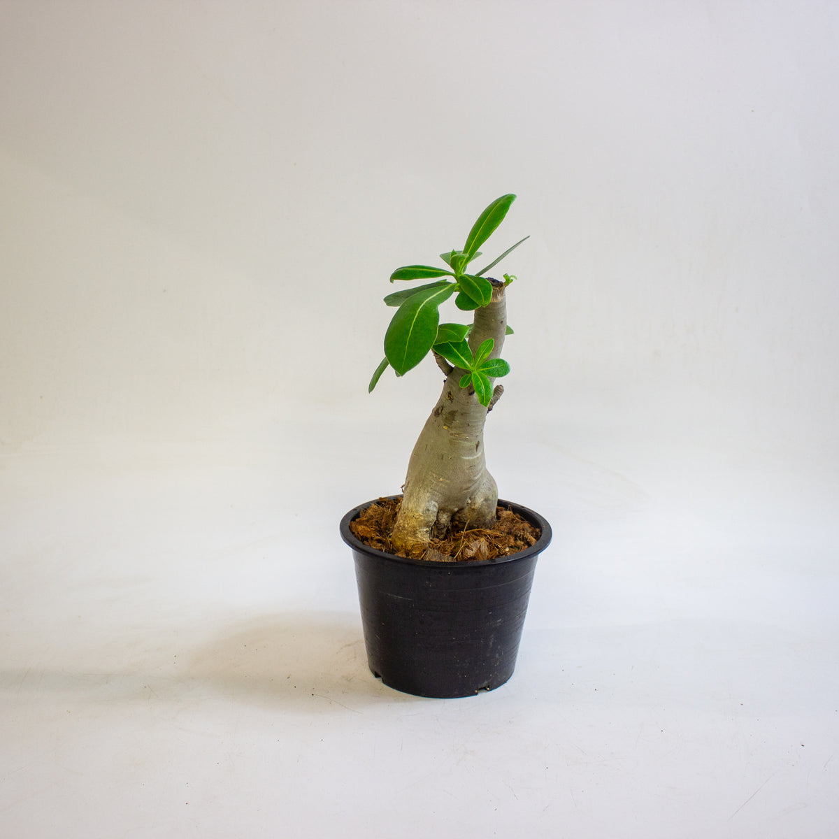 Adenium obesum (Desert Rose) 15cm H30 - 40cm