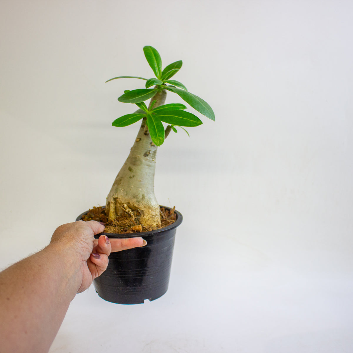 Adenium obesum (Desert Rose) 15cm H30 - 40cm