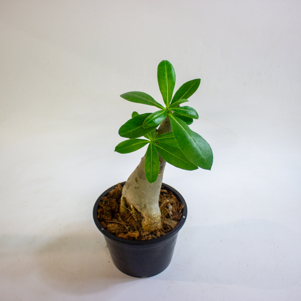 Adenium obesum (Desert Rose) 15cm H30 - 40cm