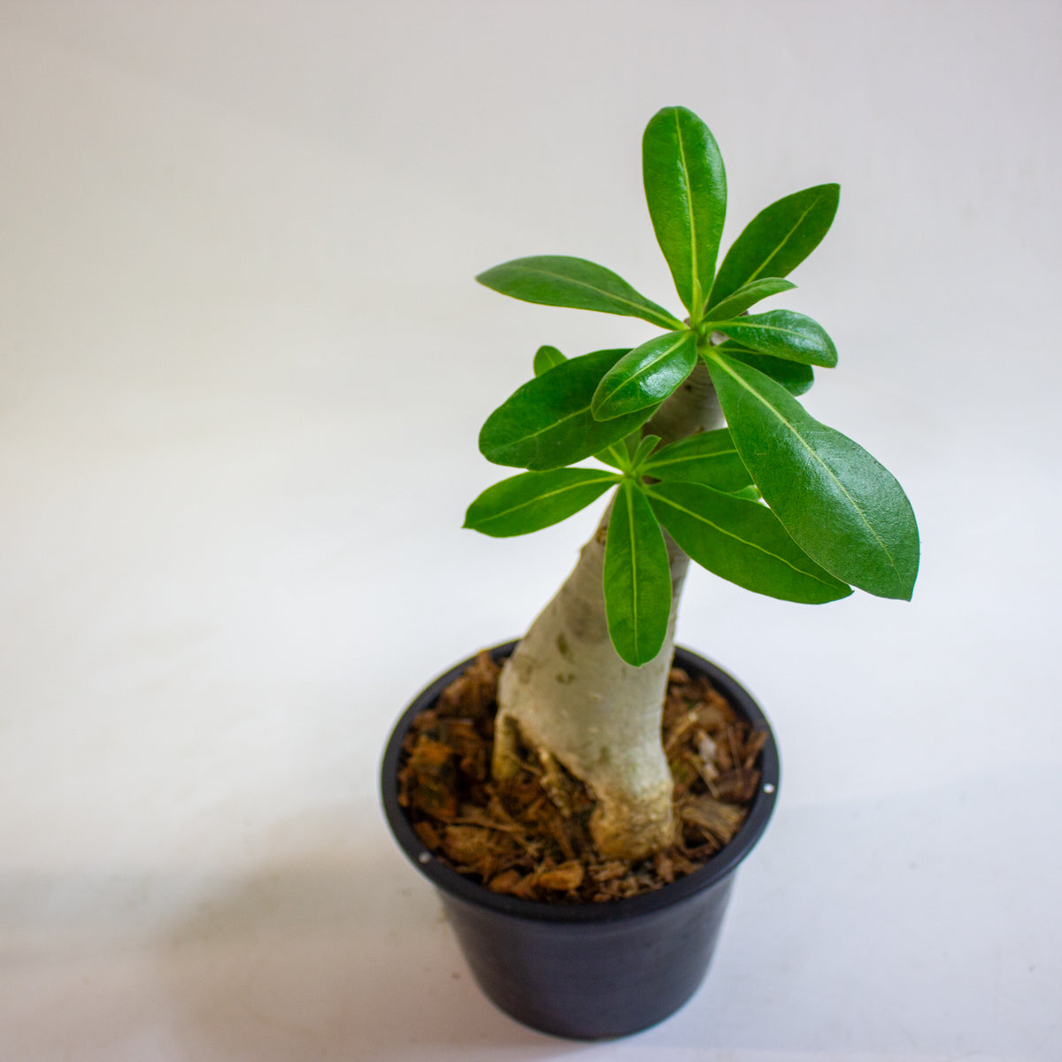 Adenium obesum (Desert Rose) 15cm H30 - 40cm