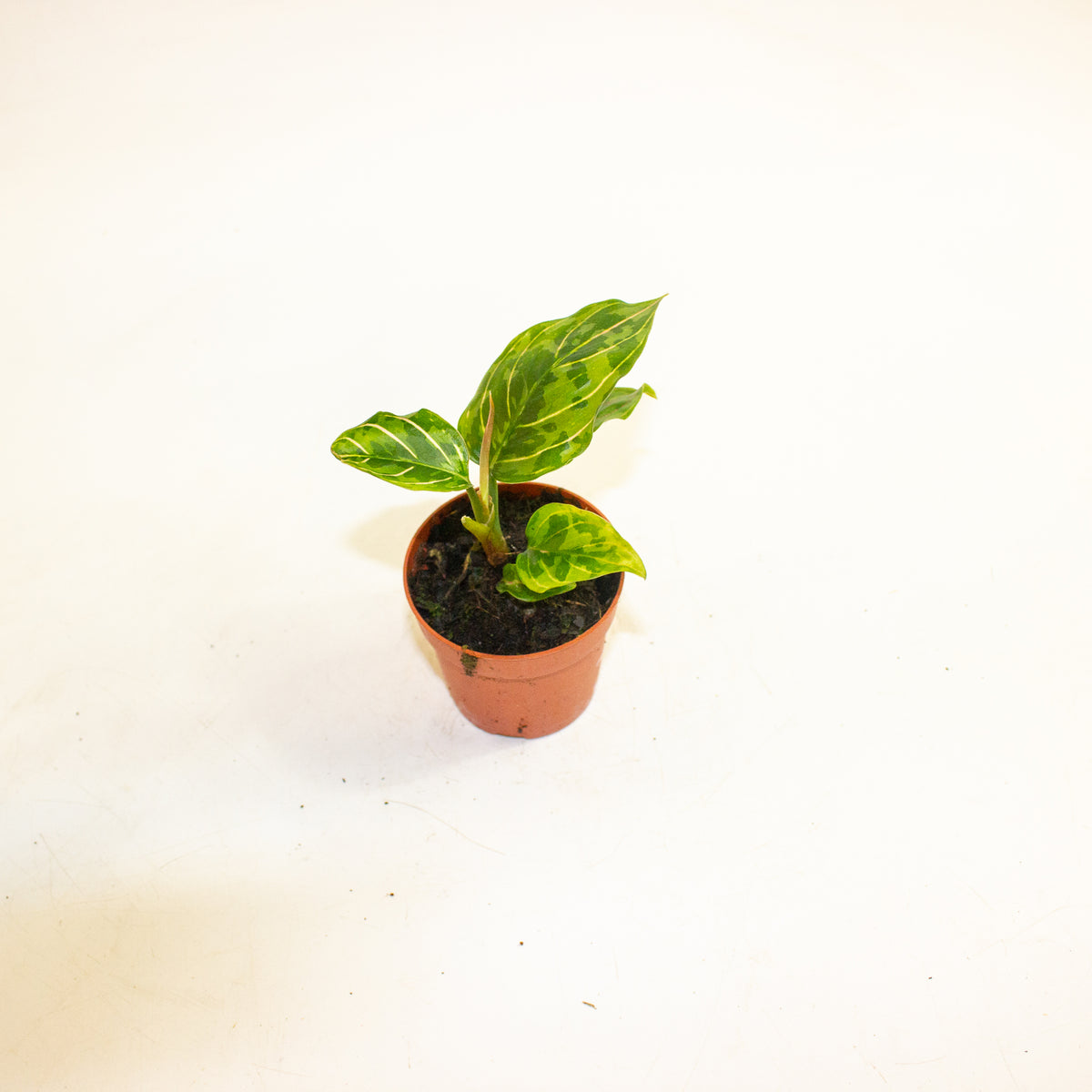 Aglaonema Red Army 7cm H10cm