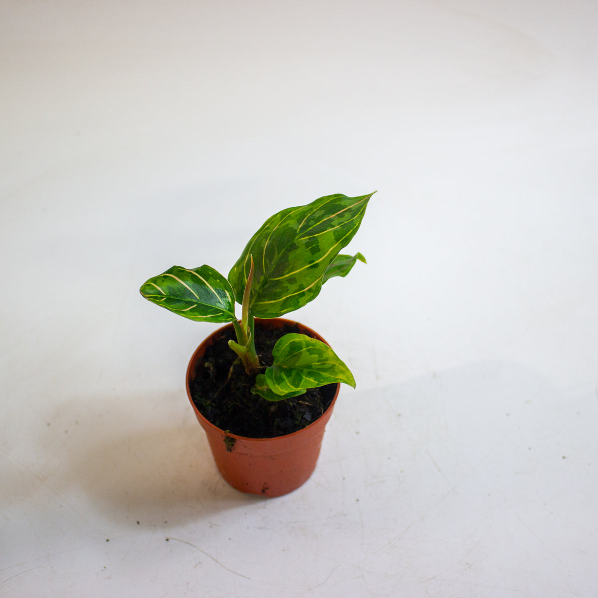 Aglaonema Red Army 7cm H10cm