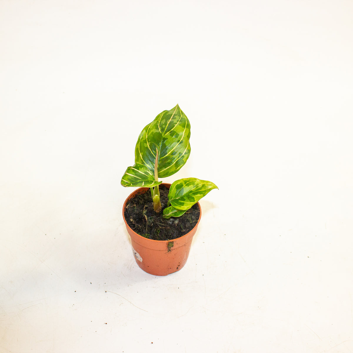 Aglaonema Red Army 7cm H10cm