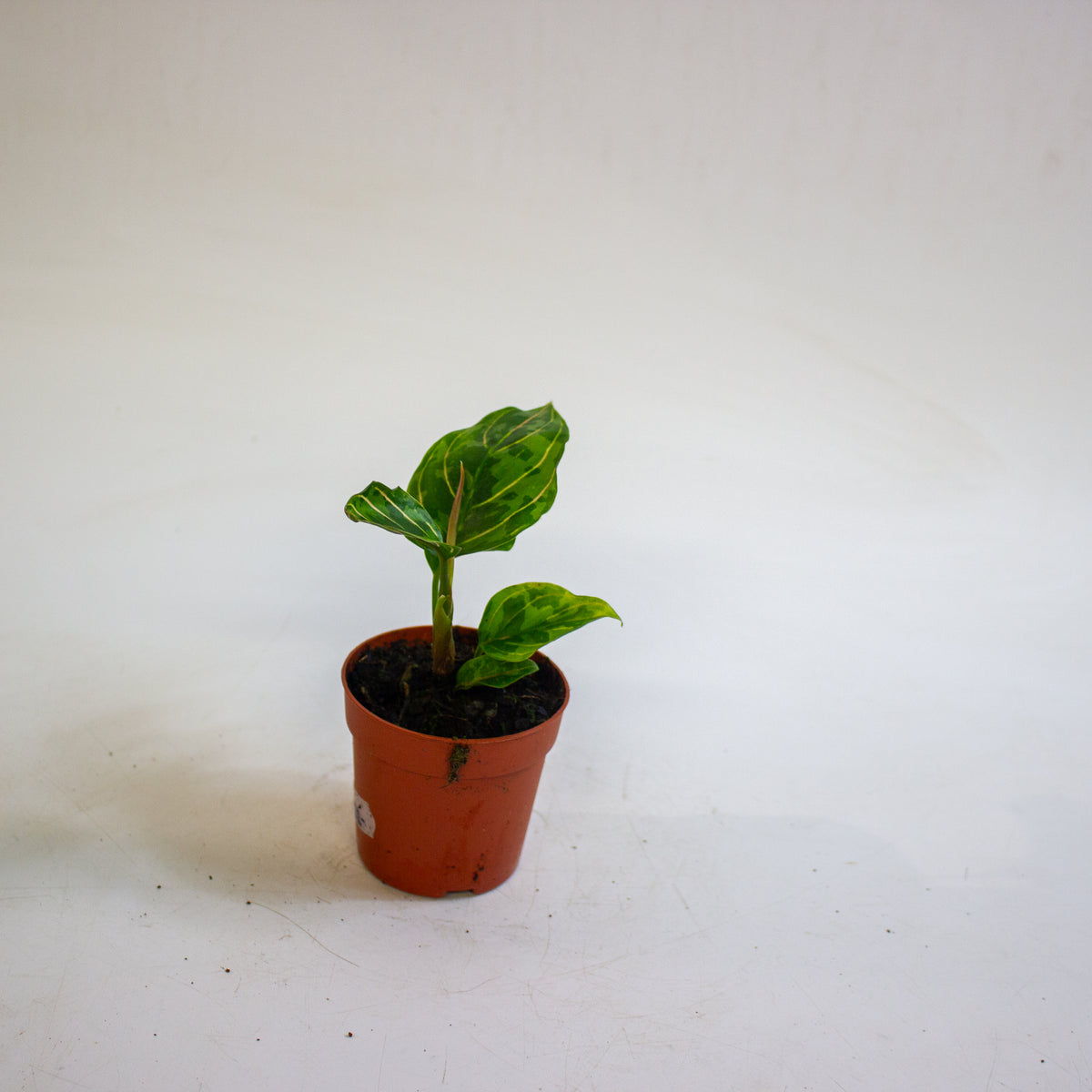 Aglaonema Red Army 7cm H10cm