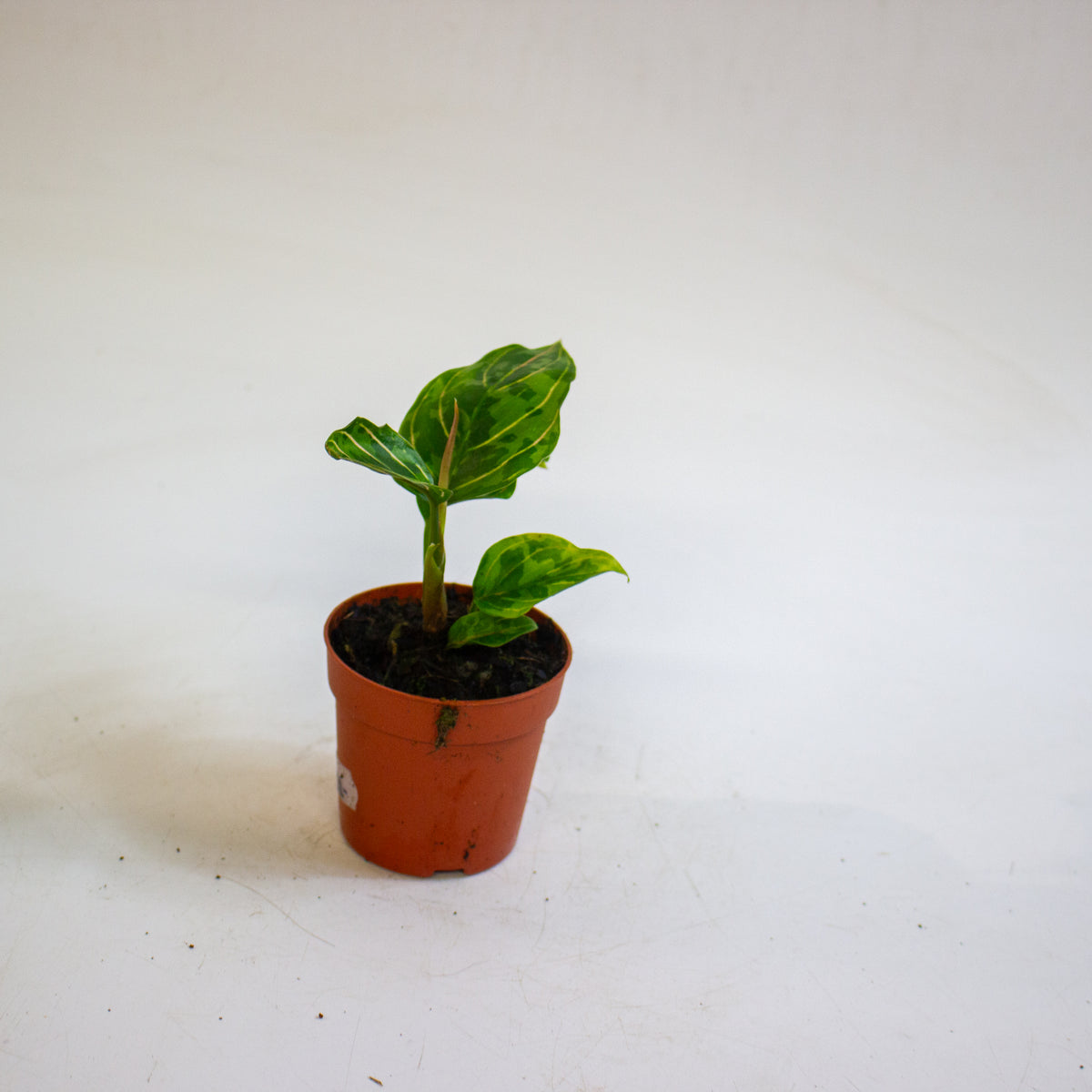 Aglaonema Red Army 7cm H10cm