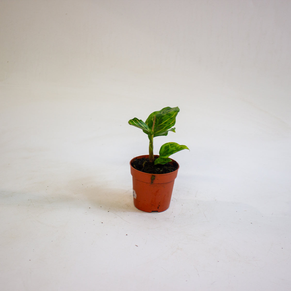 Aglaonema Red Army 7cm H10cm