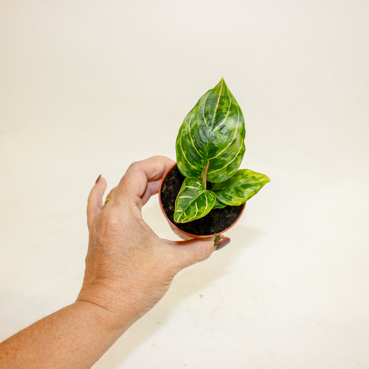 Aglaonema Red Army 7cm H10cm